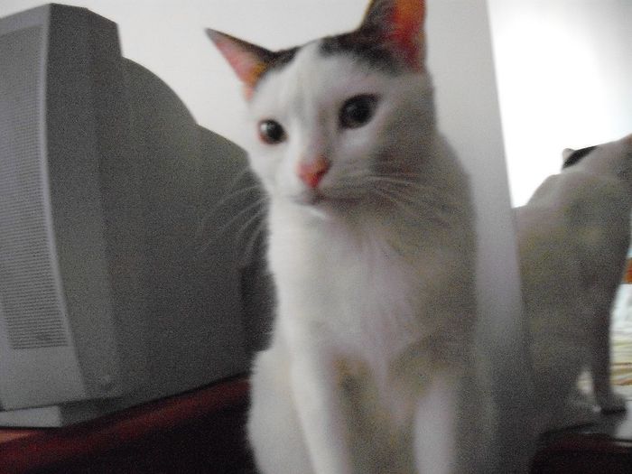 DSCF1397 - FELIX