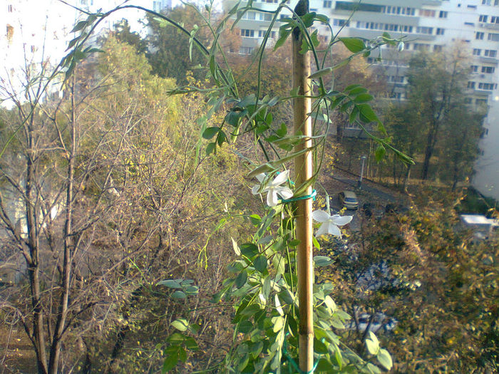 si mai are boboci de deschis - Jasminum officinale 2013