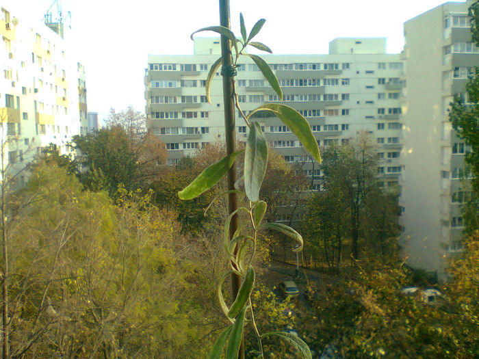 Fotografie1065 - Goji