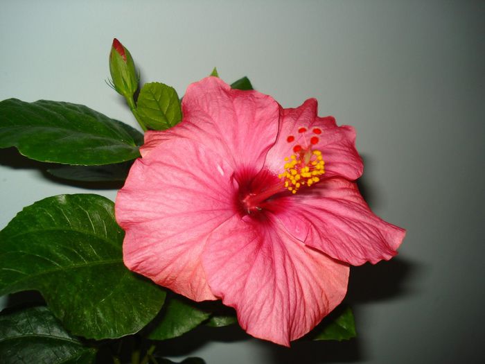 Venetie - Hibiscus Venetie