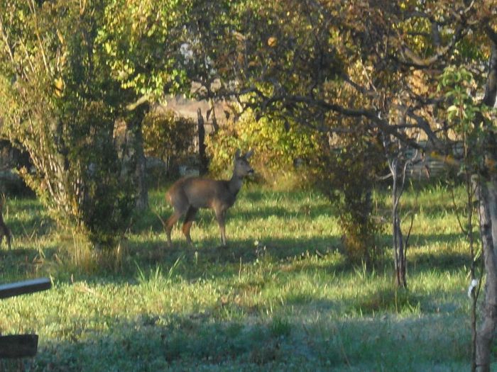 241 - caprioare salbatice