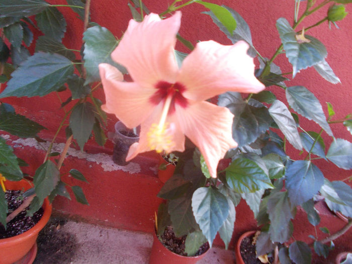 DSCN0193 - Copy - Copy - Hibilicii mei