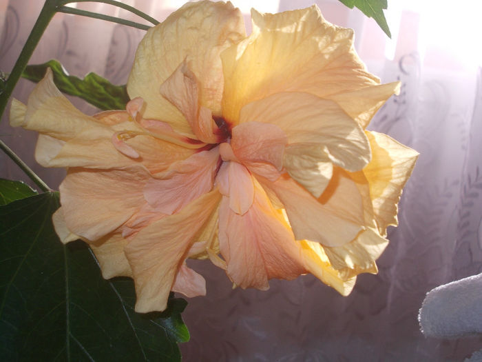 DSCN0236 - Copy - Hibilicii mei