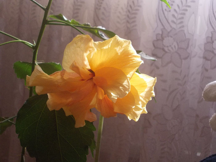 DSCN0237 - Copy - Hibilicii mei