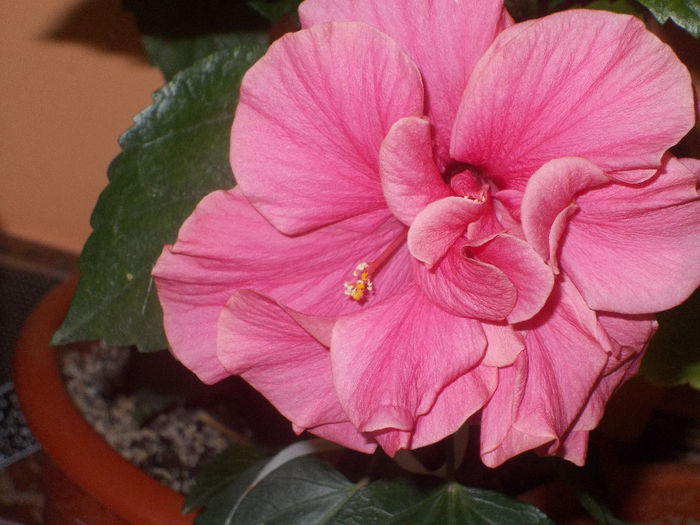 DSCN0238 - Copy - Hibilicii mei