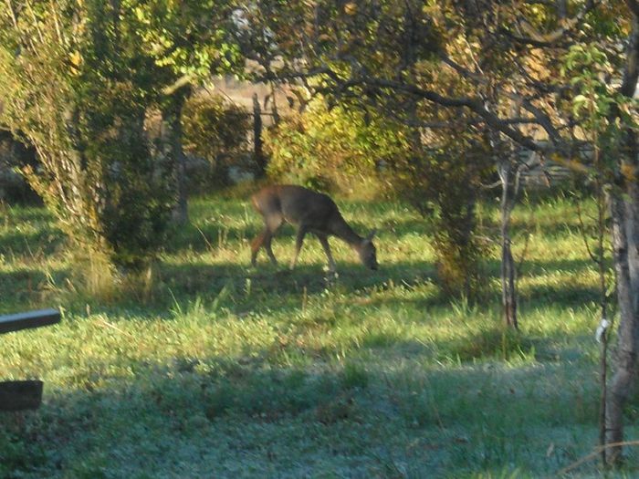 243 - caprioare salbatice