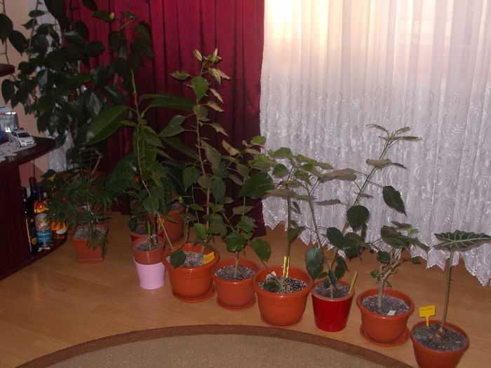 DSCN0312 - Hibilicii mei