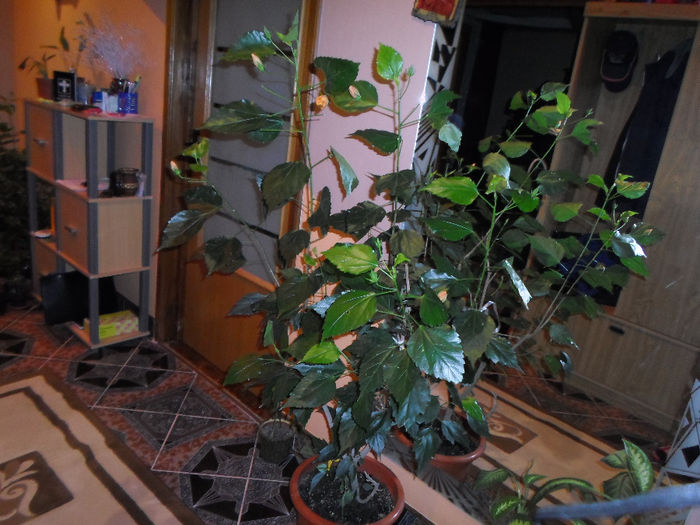 SAM_1922 - Hibilicii mei