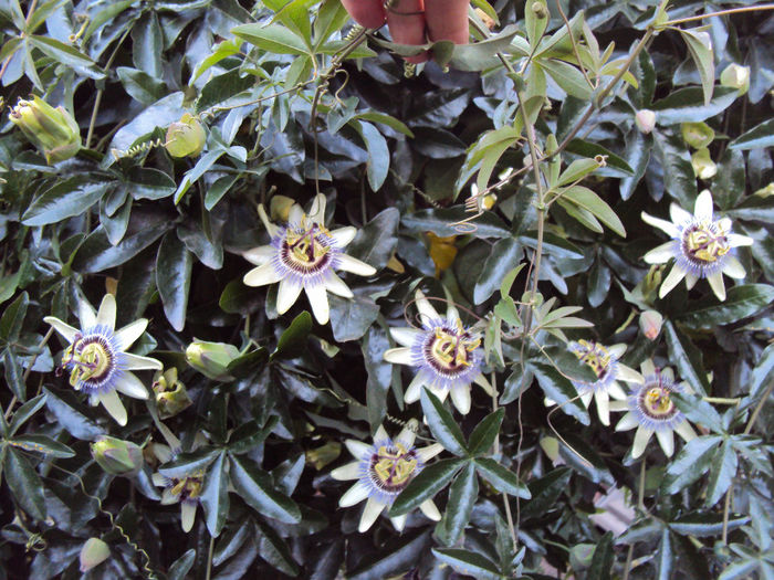 Passiflora caerulea