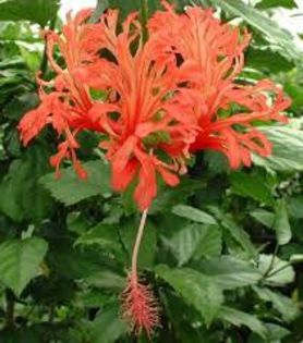 Schizopetalus-pui-30