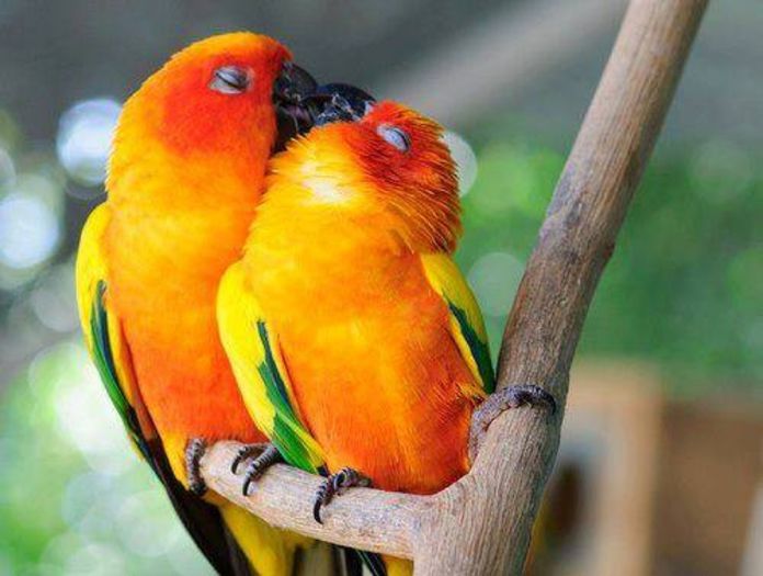 - Tropical