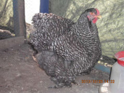 93370058_ZYRSTTQ3 - Cochin barat