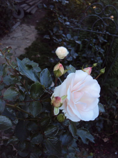 DSC01114 - Aspirin Rose