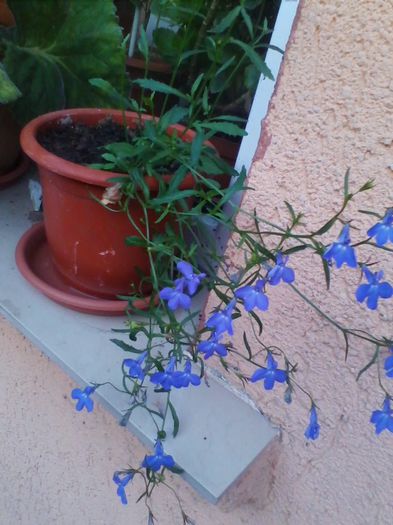 campanula