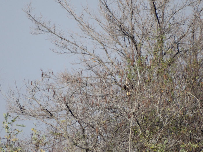 Uliu porumbar; ‎Accipiter gentilis
