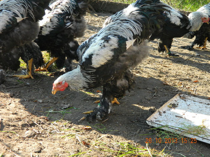 Herminat inchis - BHI - Cocosi tineret 2013