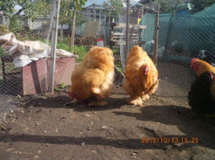 93190745_WTHIRNK - Cochin galben