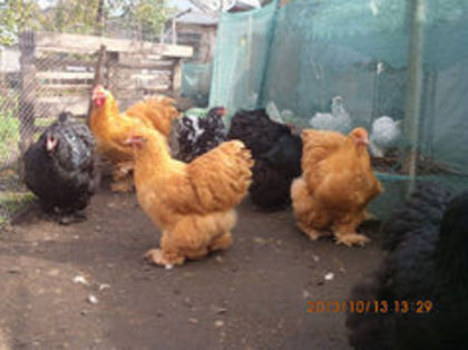 93190764_RVLRQRE - Cochin galben