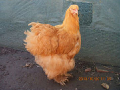 93297829_ORNCBOO - Cochin galben