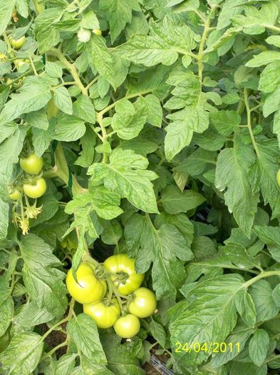 solar mic,primadonna f1 - sera tomate