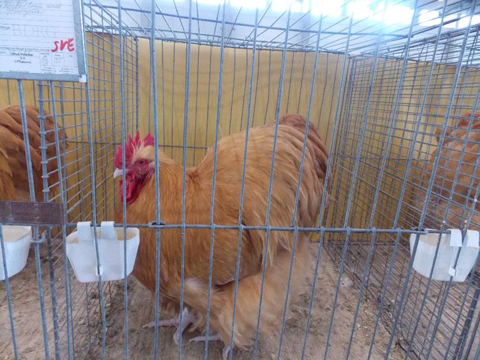 DSCN4377 - Expo Hannover 2013