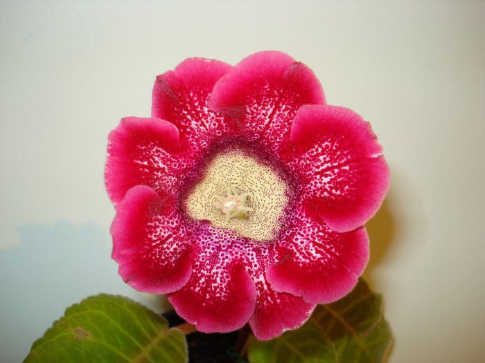 DSC03727 - FLORI 2012