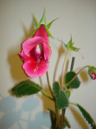DSC03731 - FLORI 2012
