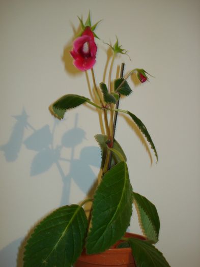 DSC03732 - FLORI 2012