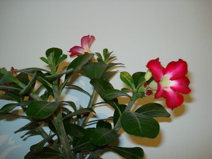 DSC03745