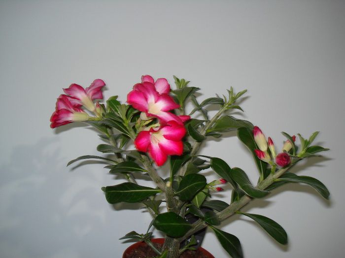 DSC03754