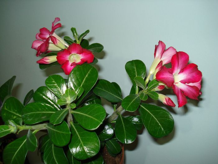 DSC03756