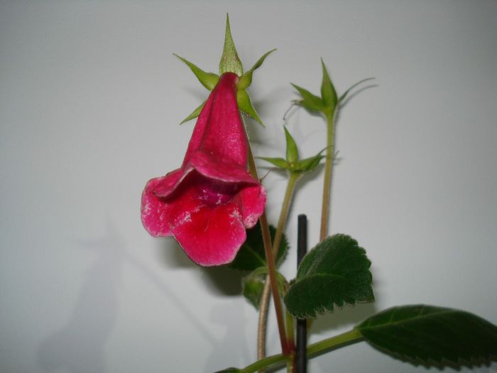 DSC03767 - FLORI 2012