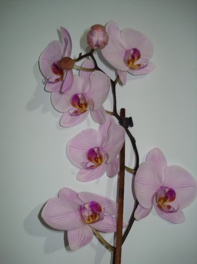 DSC03770 - FLORI 2012