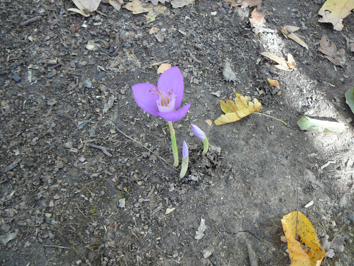 P1520022