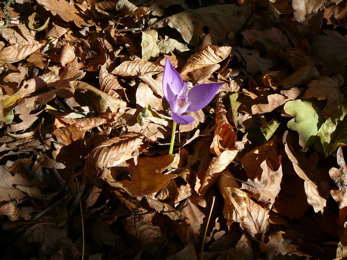 P1520024