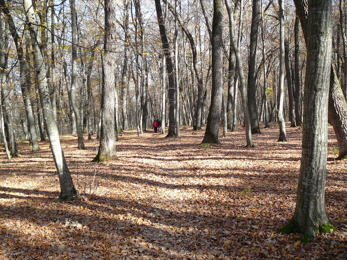 P1520040