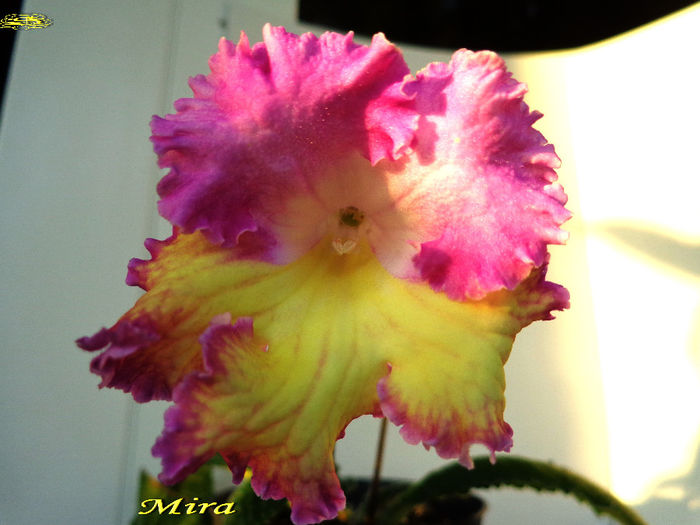 Mira (27-X-2013) - Streptocarpusi 2013