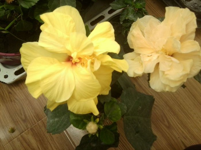 Fotografie8747 - hibiscusi 2013-4