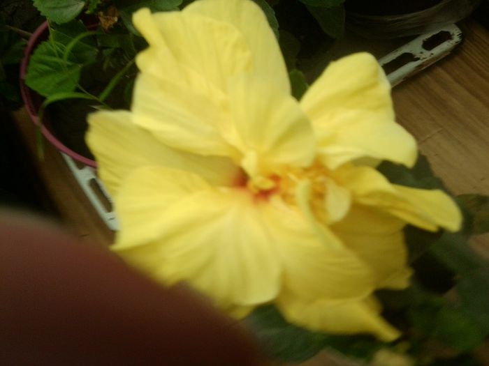 Fotografie8751 - hibiscusi 2013-4