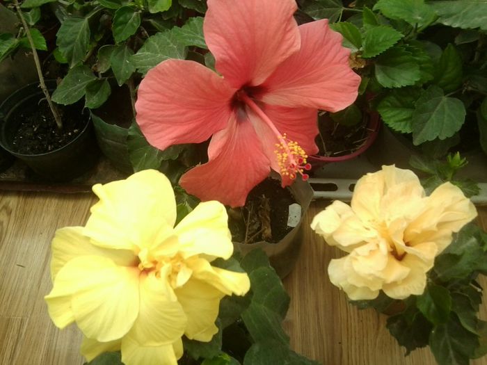 Fotografie8752 - hibiscusi 2013-4