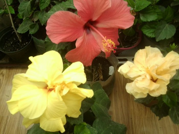 Fotografie8754 - hibiscusi 2013-4