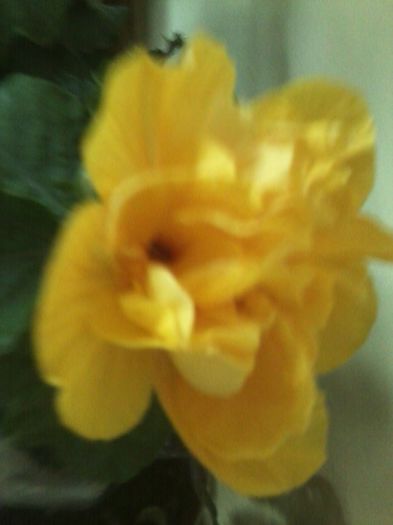 Fotografie8760 - hibiscusi 2013-4