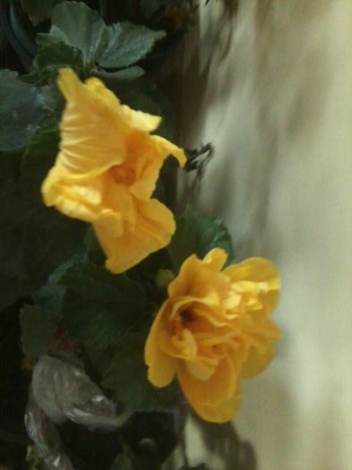 Fotografie8761 - hibiscusi 2013-4