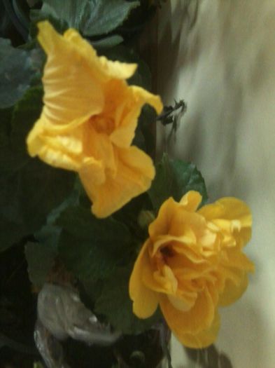 Fotografie8762 - hibiscusi 2013-4