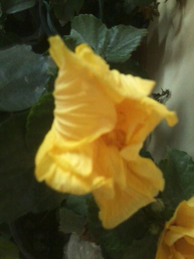 Fotografie8764 - hibiscusi 2013-4