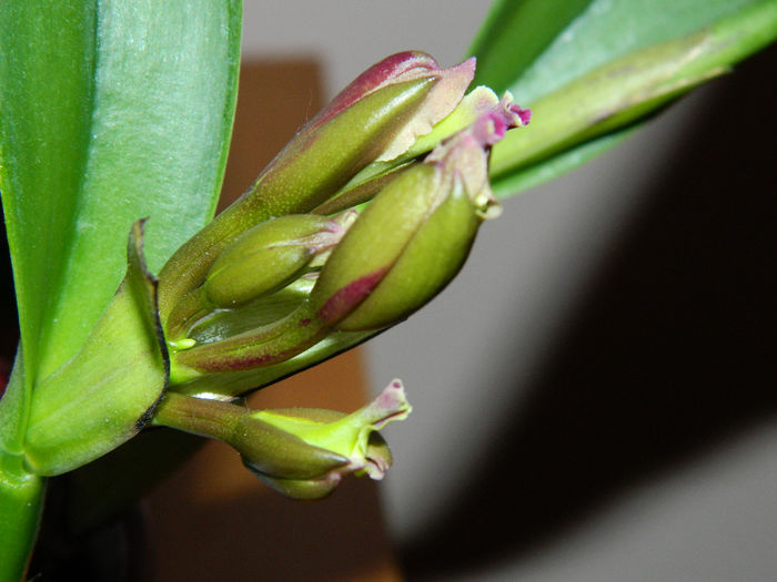 DSCN2704 - Cattleya Madalina