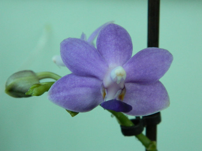 DSCN2748 - Doritaenopsis Purple Martin