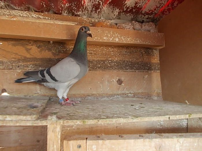 067 - voiajori masculi