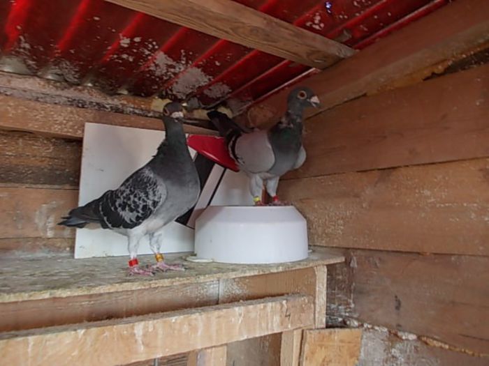 070 - voiajori masculi