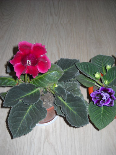 Rosu grena-Allgero purple - 1GLOXINIA- 2013